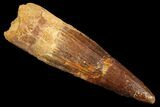 Bargain, Spinosaurus Tooth - Composite Tooth #87871-1